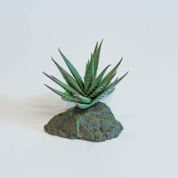 Preview: Lucky Reptile Tiger Aloe